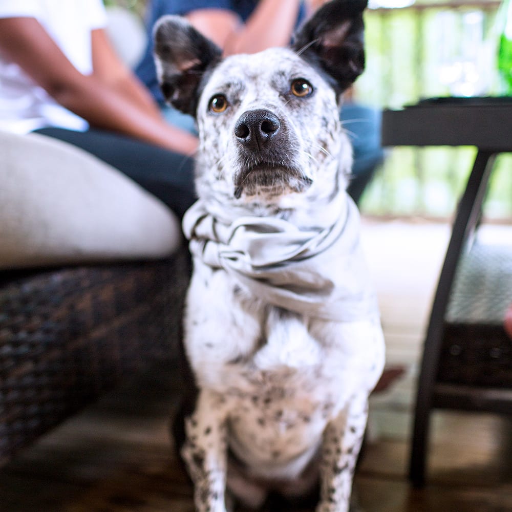 SYB Bandana